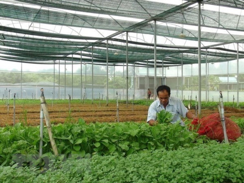 vietnam targets 100000 agricultural businesses