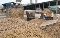 Exports of cassava starch to face hurdles this year