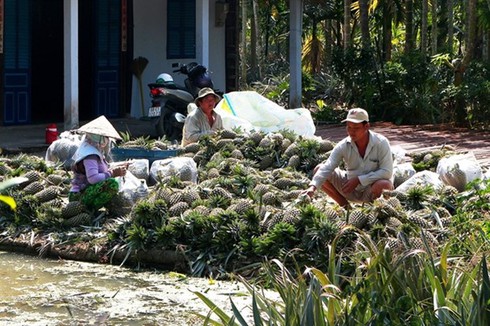 farmers earn high incomes from vietgap pineapples