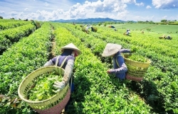 Vietnamese tea proves popular in Pakistan