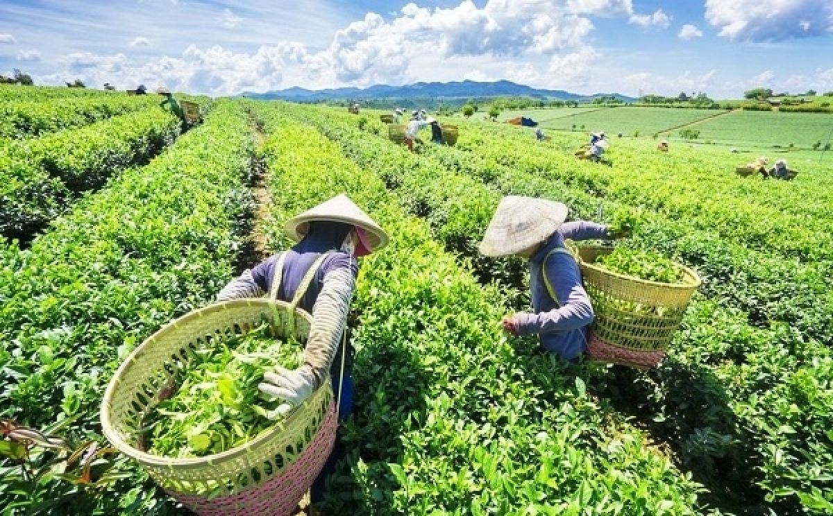 Vietnamese tea proves popular in Pakistan