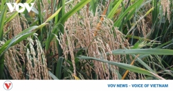 Vietnam elevates rice brand in demanding markets