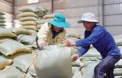 Vietnam rice exports to the Philippines reached over US$1 billion