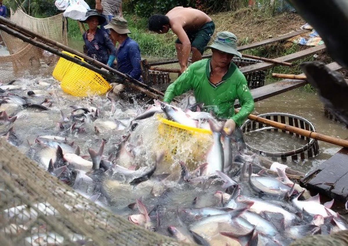 Cambodia re-considers decision to ban imports of farmed fish