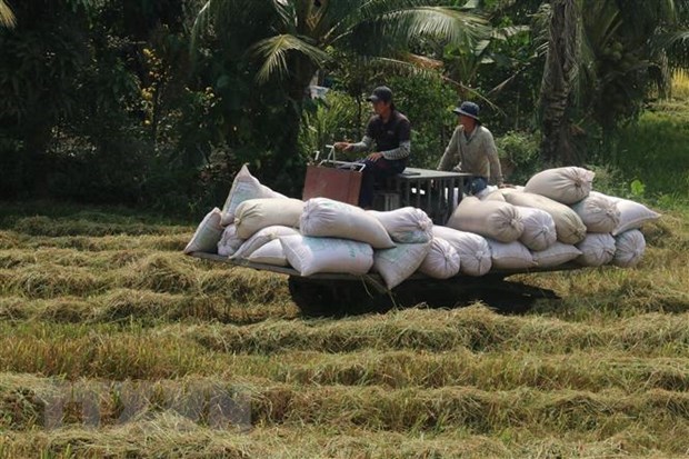 Rice output up 1.1 million tonnes in 2021 hinh anh 1