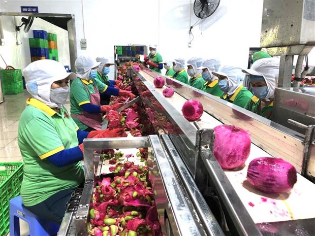Dong Nai exports first batch of processed fruits in 2022 hinh anh 2