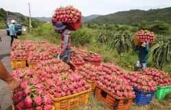 Vietnam to diversify dragon fruit markets