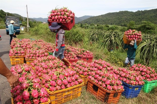 Vietnam to persify dragon fruit markets hinh anh 1