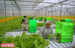Vietnam needs to build linkages in organic farming