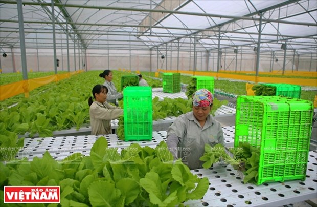 Vietnam needs to build linkages in organic farming hinh anh 1