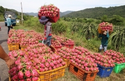 City lends helping hand to farmers, processors in Mekong Delta as lack of exports causes glut