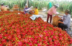 Dragon fruit farmers count their losses as China exports fall to a trickle