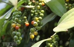 Vietnam striving to regain foothold for pepper industry