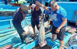 Vietnam’s tuna export to US enjoys stable growth