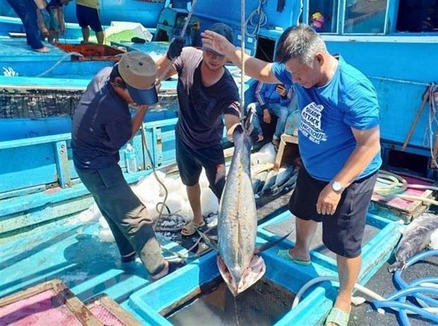 Vietnam’s tuna export to US enjoys stable growth hinh anh 1