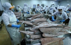 Tuna becomes billion-dollar export for first time: VASEP