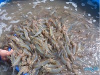 Vietnam going big on shrimp farming