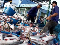 Exports of catfish to the US may stop in September