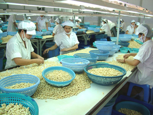 cashew sector gets modest profits in global value chain