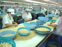 Cashew sector gets modest profits in global value chain