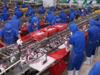 Exports of tra fish to UK increase