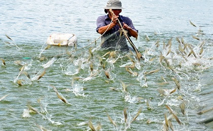 australian businesses to research on vietnam shrimp production chain