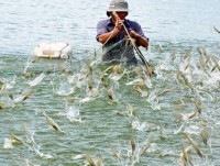 Australian businesses to research on Vietnam shrimp production chain