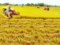 Organic rice production models to affirm Vietnam’s export status