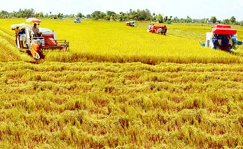 organic rice production models to affirm vietnams export status