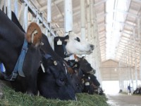 Local dairy industry will have to compete with foreign brands under CPTPP
