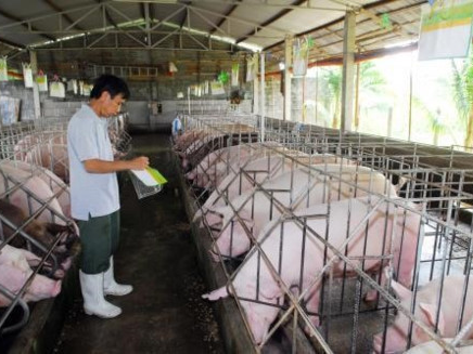 Livestock sector focuses on exports