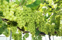 Vietnam becomes largest grape importer of RoK