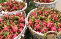 Long An exports 50 tonnes of dragon fruit by sea a day