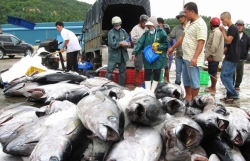 Vietnam"s tuna exports to US increase