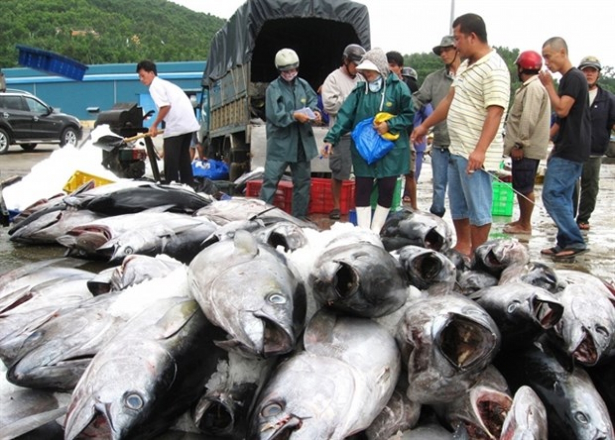 Tuna exports in 2021 are unlikely to recover due to the developments of COVID-19 (Photo: thuongtruong.com.vn)