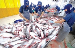 Cambodia lifts ban on catfish imports from Vietnam