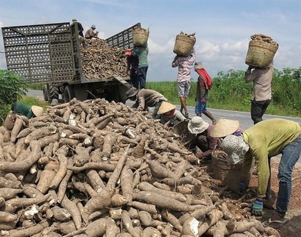 Vietnam's export of cassava chips and cassava-made products in December 2020 alone was estimated at 330,000 tonnes. (Photo: congthuong.vn)