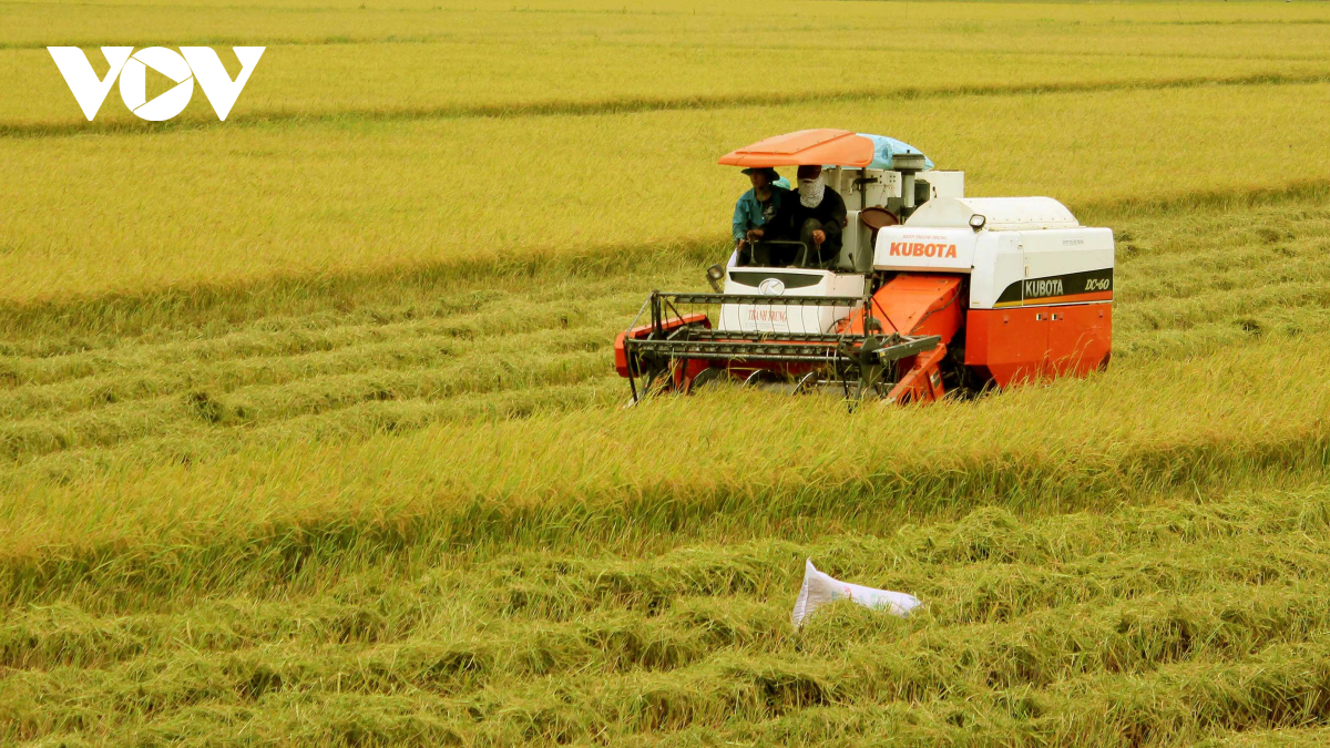 Rice production is a bright spot in the overall picture of the national economy
