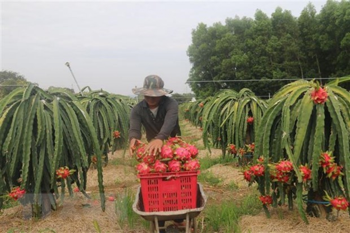 Dragon fruit harvesting (Illustrative image. Photo: VNA)