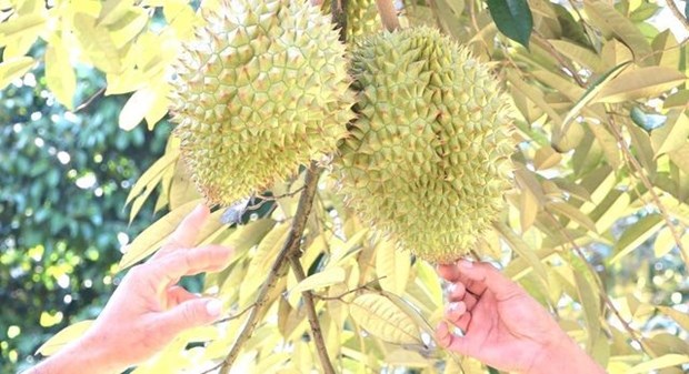 Vietnam expects official export of durian to China hinh anh 1