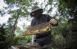 US’s anti-dumping tariff against bee honey to negatively impact on Vietnam"s beekeeping industry