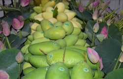 Dong Thap works to raise quality of exported mangoes