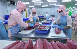 Tuna exports enjoy three-digit growth in January