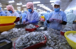 Big room for shrimp industry to increase exports: VASEP