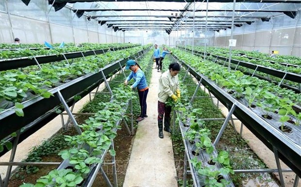 Mindset reform critical to agricultural development: minister hinh anh 1