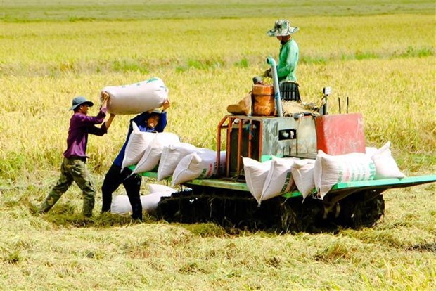 Vietnam’s rice export forecast to enjoy another successful year hinh anh 1