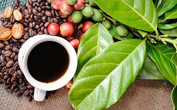 Buon Ma Thuot Coffee Festival 2023 to take place in March hinh anh 1