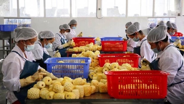 China issues 435 codes for Vietnamese agricultural product exporters hinh anh 1