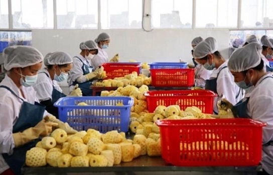 China issues 435 codes for Vietnamese agricultural product exporters
