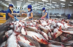 Bright prospect for tra fish exports in 2023